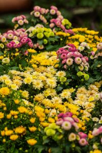 keep fall mums blooming longer