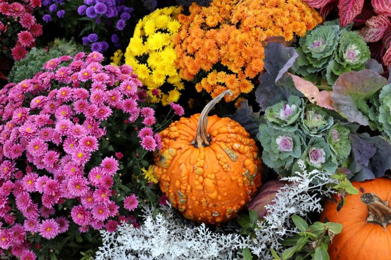 keep fall mums blooming