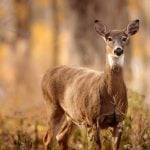 Hunters Helping the Hungry in West Virginia