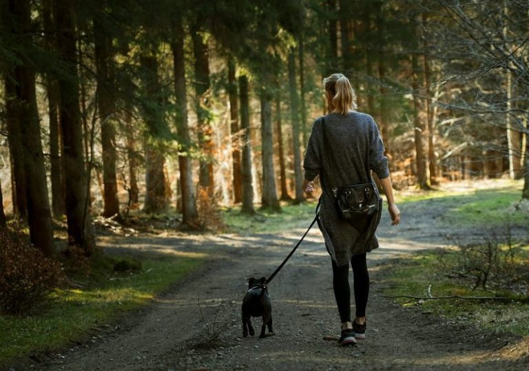 Visitors to West Virginia pet-friendly state parks who bring their furry friends will receive a certificate and their pooches a commemorative dog tag.