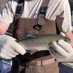 Biologists have released trout marked with unique numbered blue tags into waters during fall stockings.