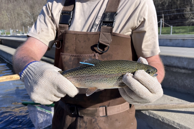 Biologists have released trout marked with unique numbered blue tags into waters during fall stockings.