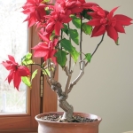 Poinsettia Bonsai