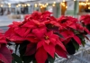 Keeping poinsettias vibrant starts with bright light, cool temperatures and careful watering only when the top inch of soil is dry. (WVU Extension Photo)