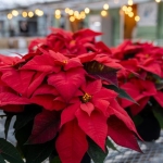 Poinsettias in west virginia