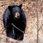 Black bears: The 2025 black bear harvest fell just ten bears short of the 2024 total of 2,479.