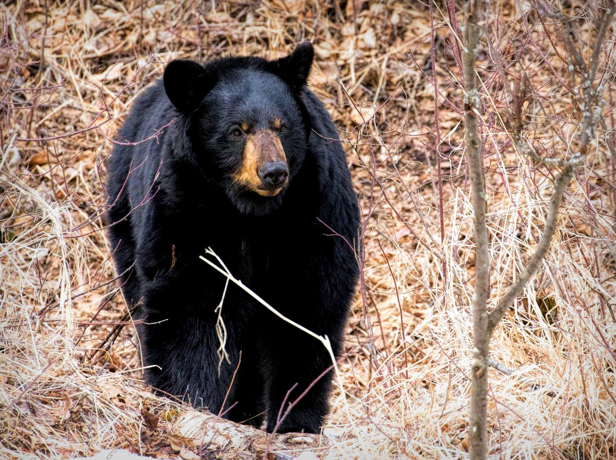 Black bear harvest remained steady in West Virginia in 2025 as predicted