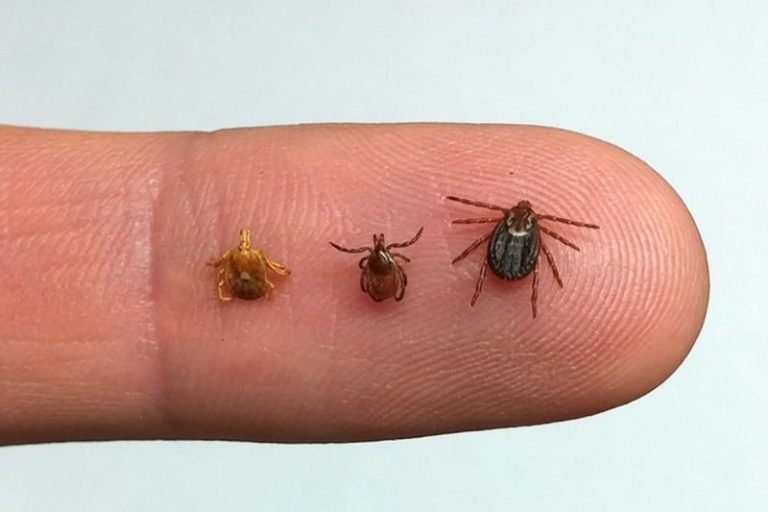 Experts at West Virginia University say tick diseases are on the rise as encounters with humans increase. (WVU Extension Photo)