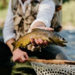 Trout stocking: Hatchery crews stocked trout in 46 lakes and streams across West Virginia during the week of Jan. 5.