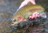 West Virginia trout stocking resumes in lakes and streams statewide A rite of winter in West Virginia, trout stockings have resumed in select lakes and streams. (Photo courtesy W.Va. Dept. of Commerce)