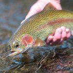 A rite of winter in West Virginia, trout stockings have resumed in select lakes and streams. (Photo courtesy W.Va. Dept. of Commerce)