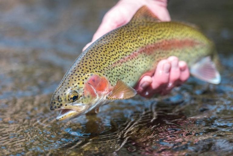 A rite of winter in West Virginia, trout stockings have resumed in select lakes and streams. (Photo courtesy W.Va. Dept. of Commerce)