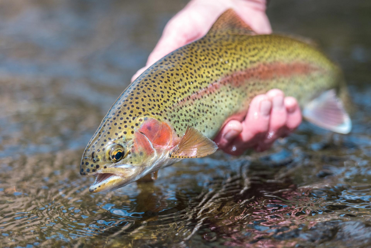 West Virginia trout stocking resumes in lakes and streams statewide