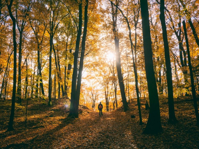Forests cover 78 percent of the state's 15.4 millions acres of land, according to the W.Va. Division of Forestry.