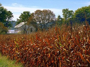 Cornfield near Murraysville, WV, Jackson County, Mid-Ohio Valley Region
