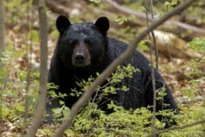 Officials say spring and early summer are periods of increased bear activity as bears emerge from winter dens, search for food, and move through the habitat with cubs.