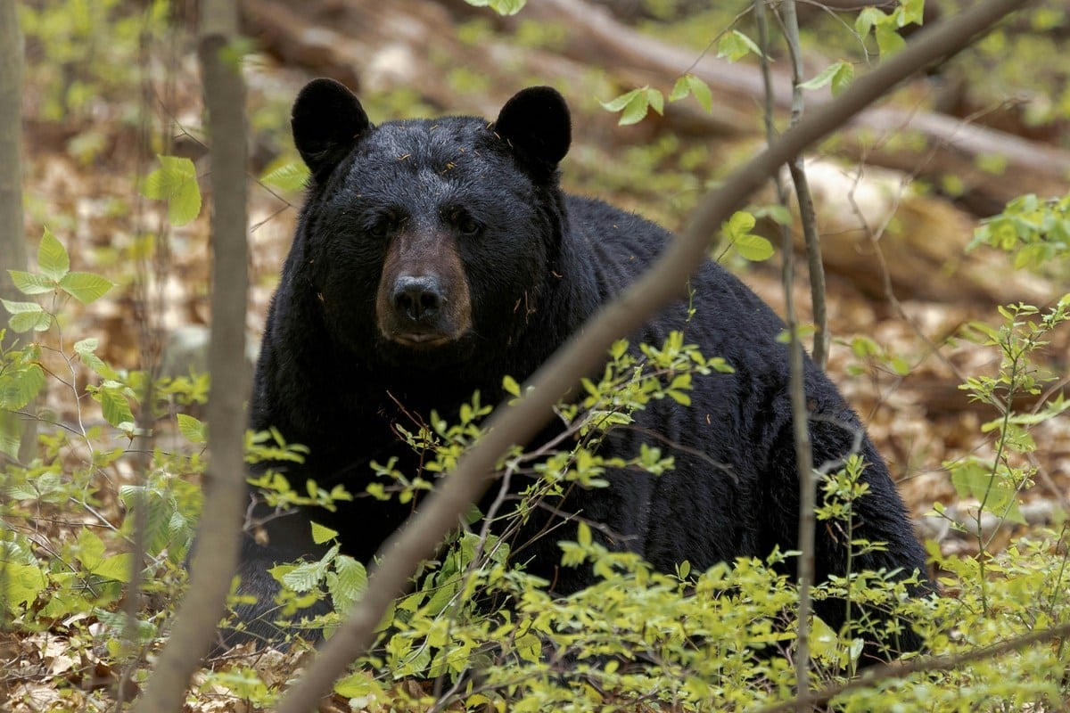 Officials say spring and early summer are periods of increased bear activity as bears emerge from winter dens, search for food, and move through the habitat with cubs.