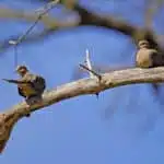 The Mourning Dove is one of the most abundant and widespread North American birds and a popular gamebird.