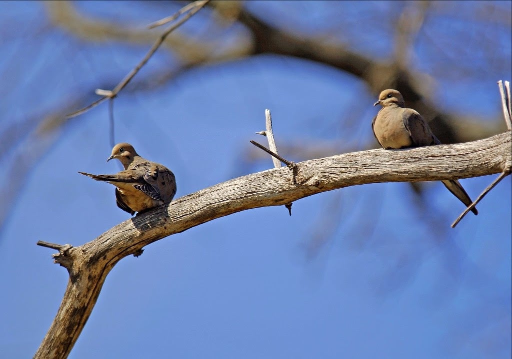 The Mourning Dove is one of the most abundant and widespread North American birds and a popular gamebird.