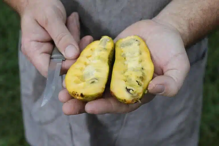 Pawpaws are among the shade-loving plants that thrive beneath Appalachian hardwood canopies. (WVU Photo/ Raymond Thompson)