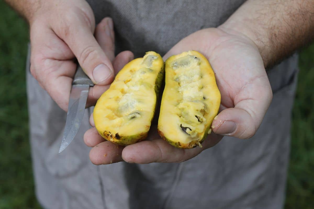 Pawpaws are among the shade-loving plants that thrive beneath Appalachian hardwood canopies. (WVU Photo/ Raymond Thompson)