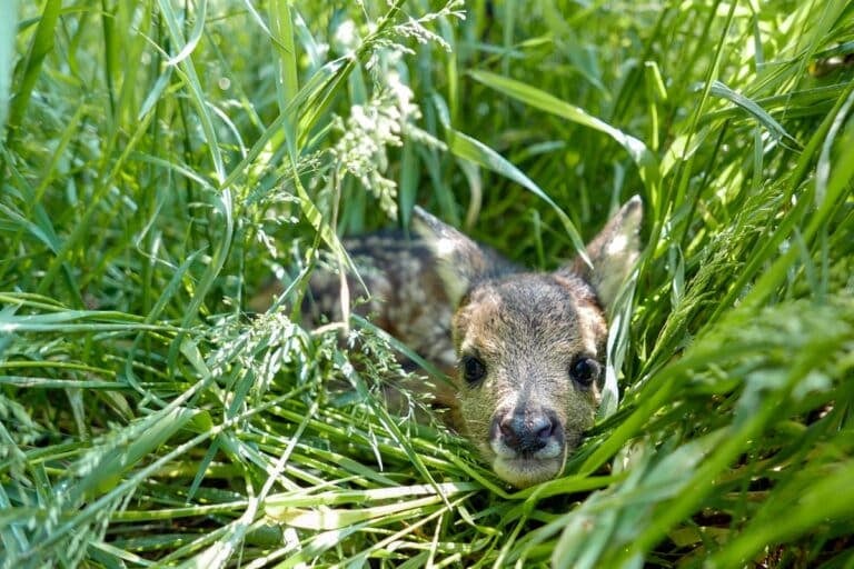Each spring, officials field calls about young wildlife that may appear abandoned but in most cases are behaving as they should in the wild.