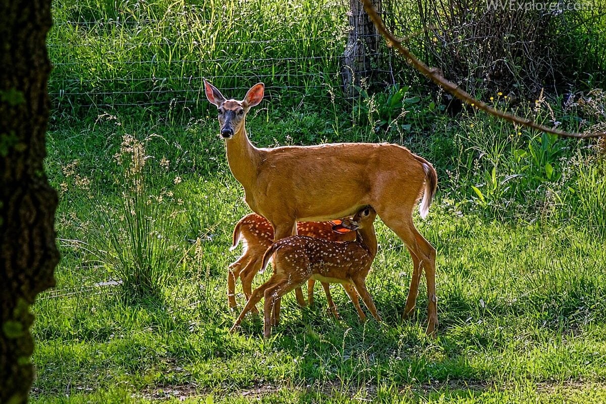 Why baby deer are appearing across West Virginia right now