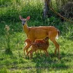 A white-tailed doe feeds twin fawns near Dolly Sods Wilderness during peak fawn season in West Virginia, when thousands of baby deer are born across the state's forests and mountain landscapes.