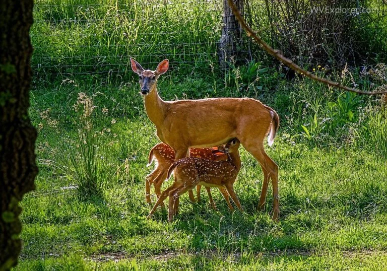 A white-tailed doe feeds twin fawns near Dolly Sods Wilderness during peak fawn season in West Virginia, when thousands of baby deer are born across the state's forests and mountain landscapes.