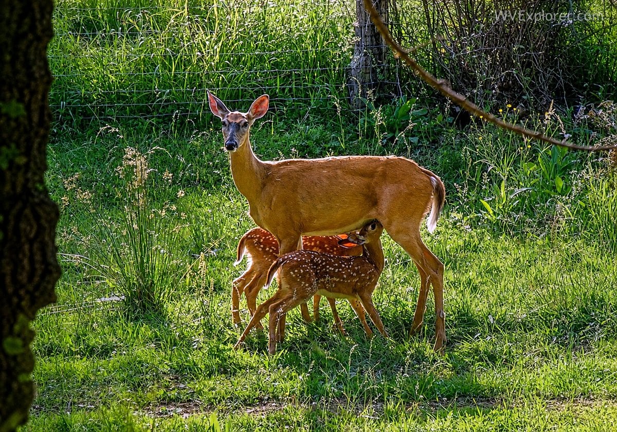A white-tailed doe feeds twin fawns near Dolly Sods Wilderness during peak fawn season in West Virginia, when thousands of baby deer are born across the state's forests and mountain landscapes.