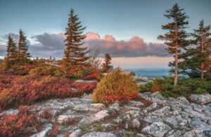 The Dolly Sods Wilderness preserves high-elevation bogs, heath barrens, and windswept plateaus unlike any other landscape in West Virginia.