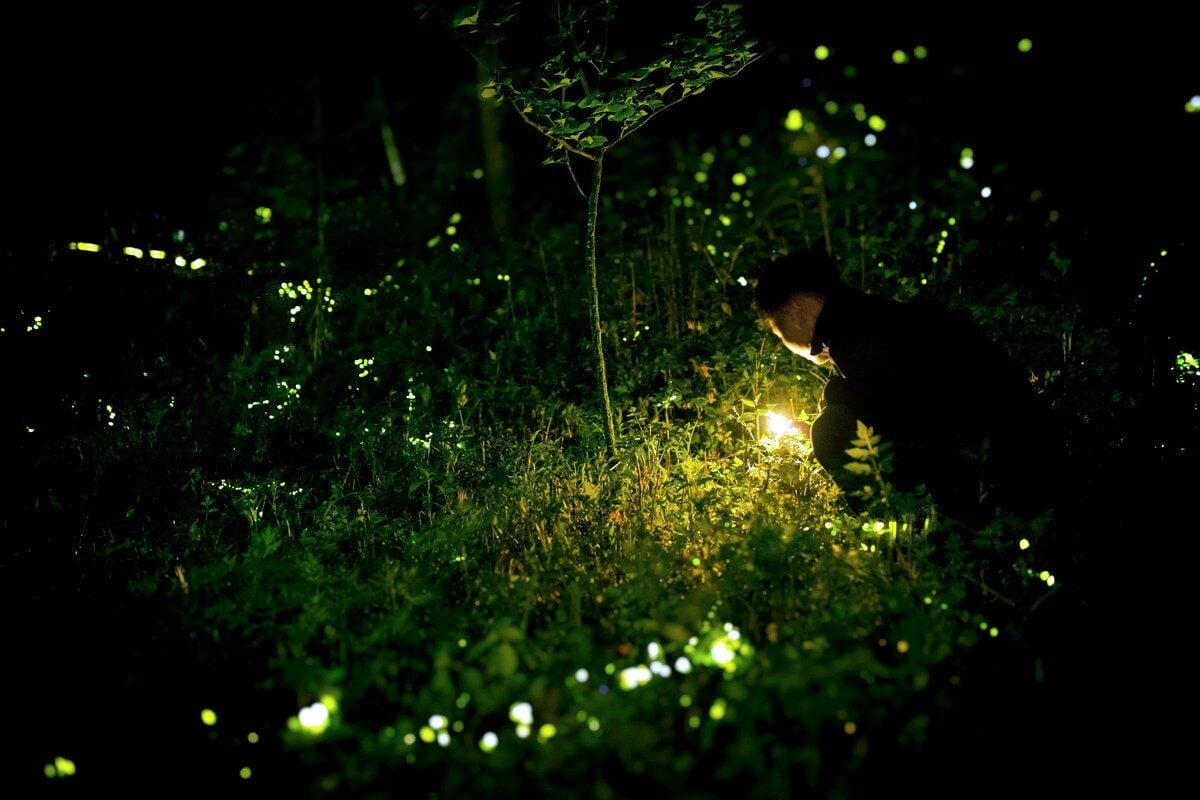 Scientists say West Virginia’s dark skies are becoming a refuge for fireflies