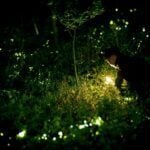 Fireflies, also known as lightning bugs, illuminate a West Virginia field on a summer evening. The Mountain State is home to numerous species whose populations depend on healthy habitat and dark night skies.