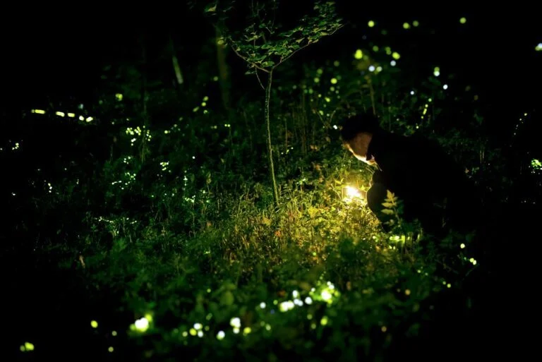 Fireflies, also known as lightning bugs, illuminate a West Virginia field on a summer evening. The Mountain State is home to numerous species whose populations depend on healthy habitat and dark night skies.