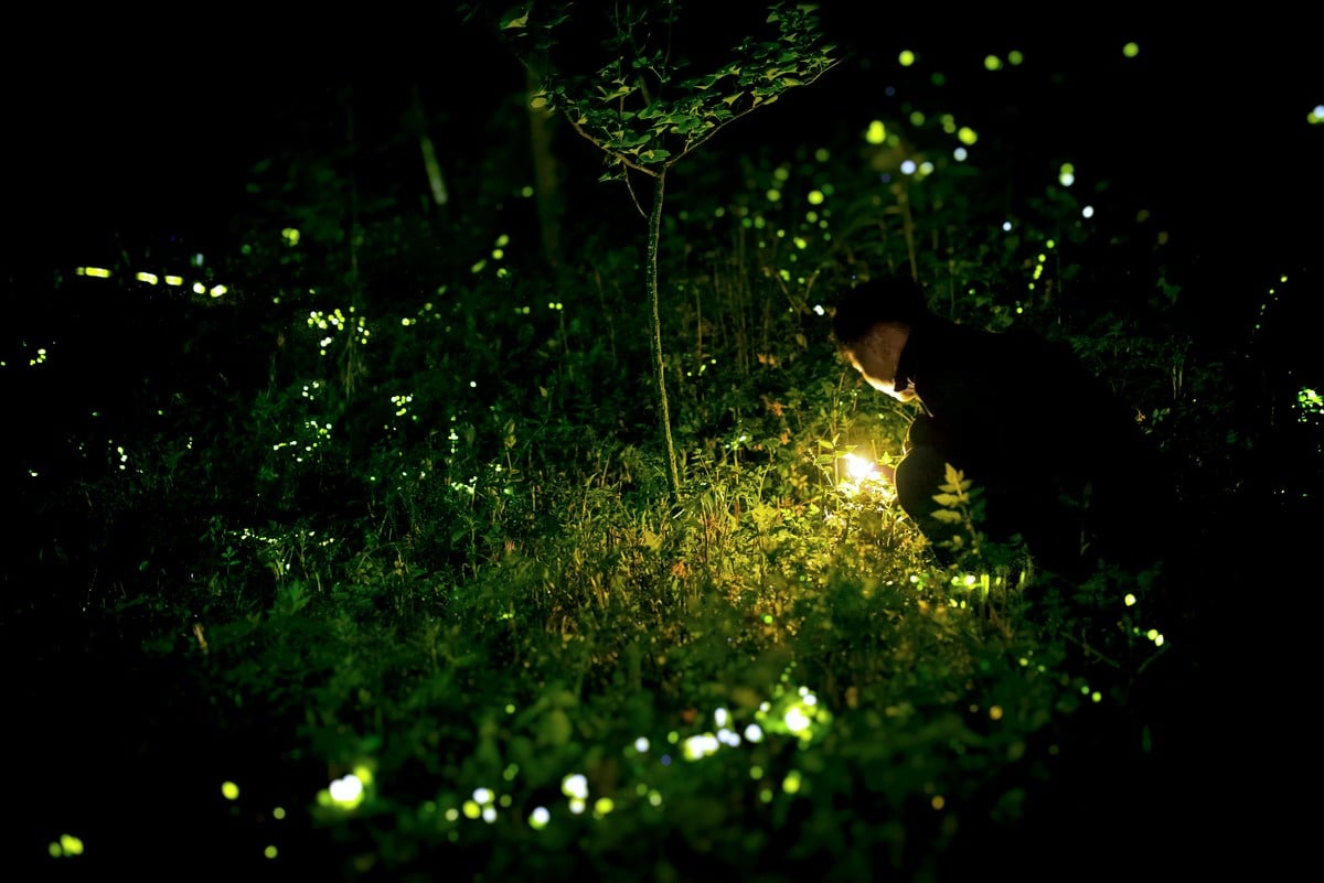 Fireflies, also known as lightning bugs, illuminate a West Virginia field on a summer evening. The Mountain State is home to numerous species whose populations depend on healthy habitat and dark night skies.