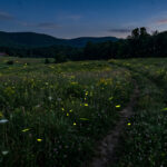 West Virginia remains one of the strongest refuges for the insects in the eastern United States.