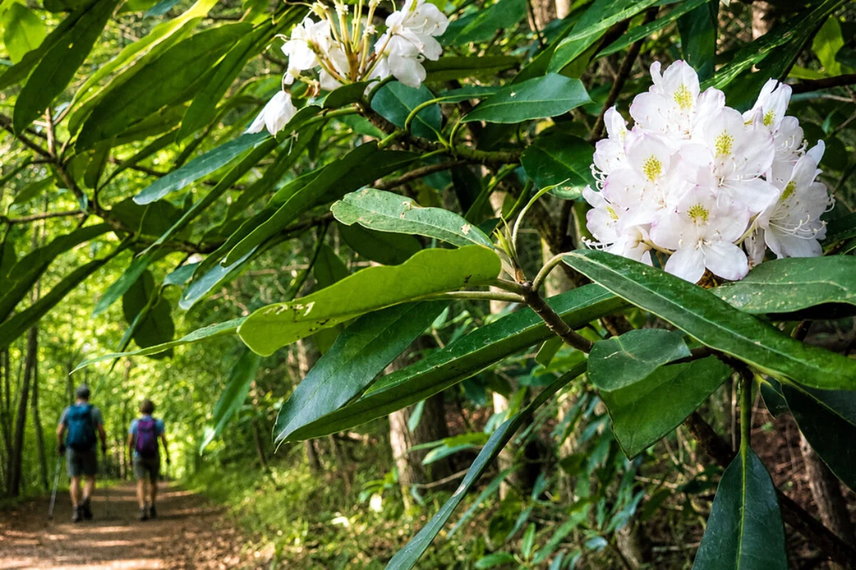 New outdoor expo to highlight West Virginia's growing adventure tourism industry - West Virginia Explorer