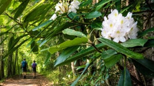 adventure tourism have become increasingly important drivers of the state's visitor economy. (Photo: David Sibray)