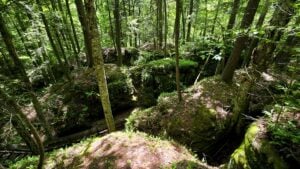 Narrow lanes between towering sandstone boulders give Beartown State Park the appearance of a natural stone city hidden in the mountains of Pocahontas County.