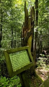 An interpretive sign explains the history of a lightning-struck tree along Beartown State Park's boardwalk, where visitors encounter both unusual geology and the forces that continue to shape the mountain landscape.