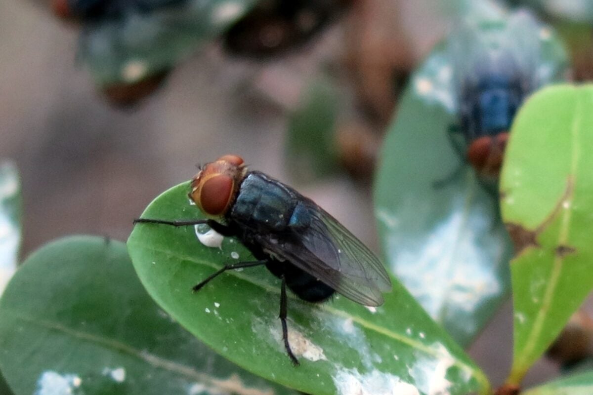 W.Va. agriculture officials monitoring screwworm after first U.S. detection