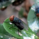 Larvae of the New World Screwworm fly burrow into the flesh of living animals, causing serious, often deadly damage. (USDA Image)