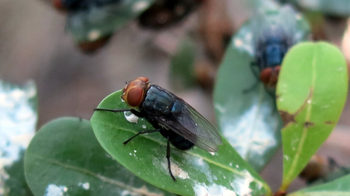 Larvae of the New World Screwworm fly burrow into the flesh of living animals, causing serious, often deadly damage. (USDA Image)