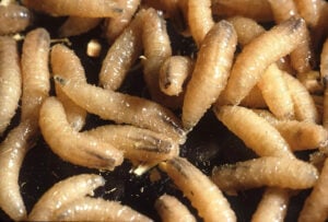 New World Screwworm is endemic in Cuba, the Dominican Republic, and countries in South America.