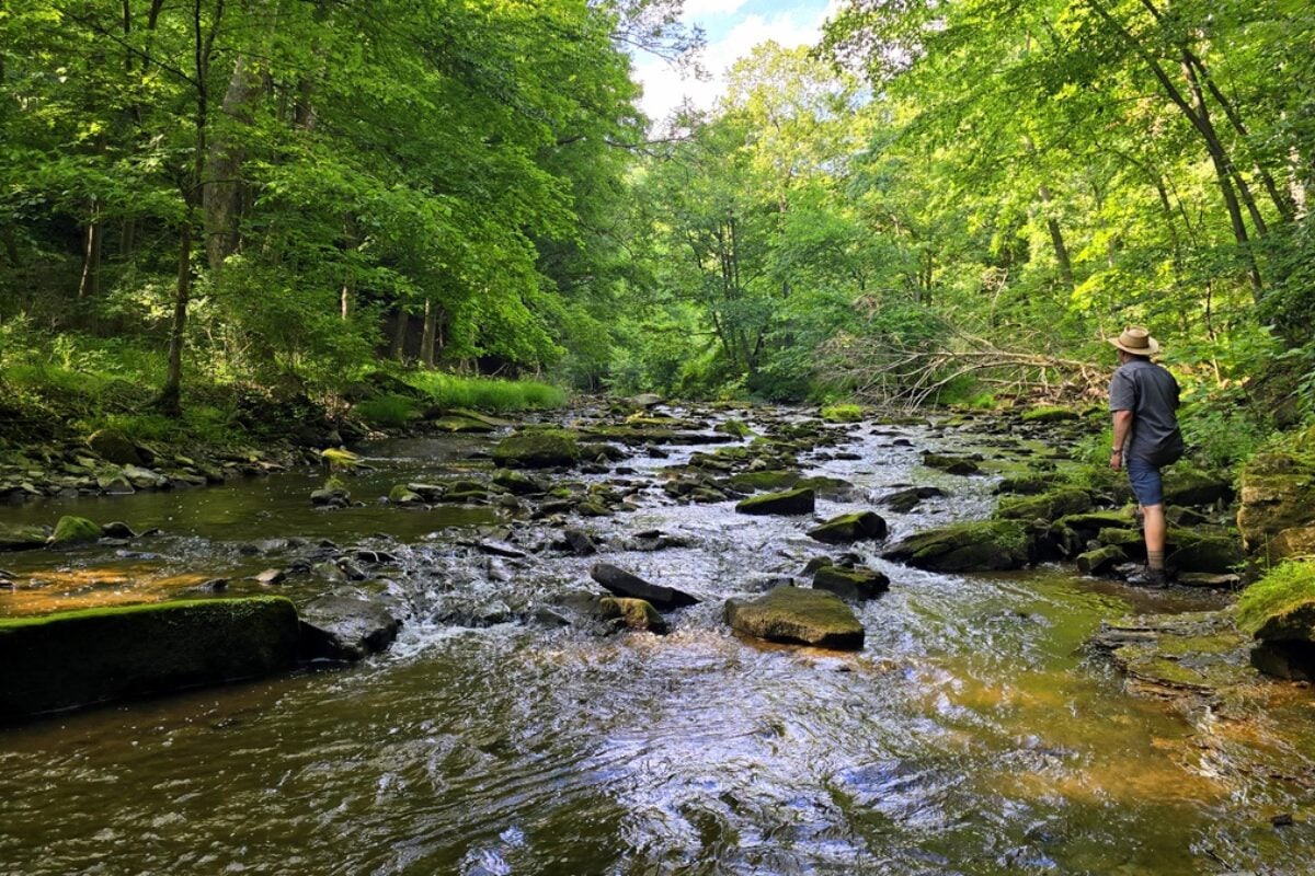 Tomlinson Run preserves unusual Appalachian forest rarely found in Northern Panhandle