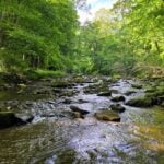 West Virginia Explorer publisher David Sibray explores a remote section of Tomlinson Run within Tomlinson Run State Park. The park protects one of the largest remaining forested watersheds in West Virginia's Northern Panhandle and supports plant communities uncommon elsewhere in the region.