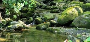 Clear mountain streams are a defining feature of the Cranberry and Williams River regions, where protected forests and relatively low levels of development help maintain some of West Virginia's cleanest waters.