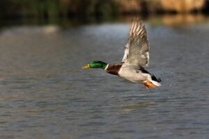 Waterfowl Hunt at McClintic Wildlife Management Area