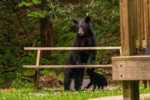 A black bear moves through a forest in West Virginia. Bears now inhabit all 55 counties of the Mountain State, reflecting the extensive forest habitat that covers nearly four-fifths of the state. (Photo: W.Va. Dept. of Commerce)