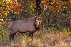 Elk graze in southern West Virginia, where the species has returned after more than a century of absence. 